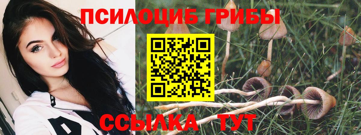 Волжск  сколько стоит  Вход с VPN  Псилоцибиновые грибы Cubensis 